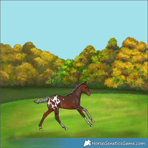 Horse Color:Silver Brown Tobiano Blanket Rabicano 