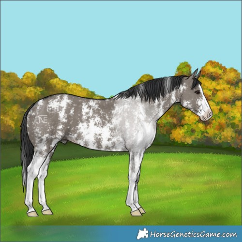 Horse Color:Grullo Sabino Splash 