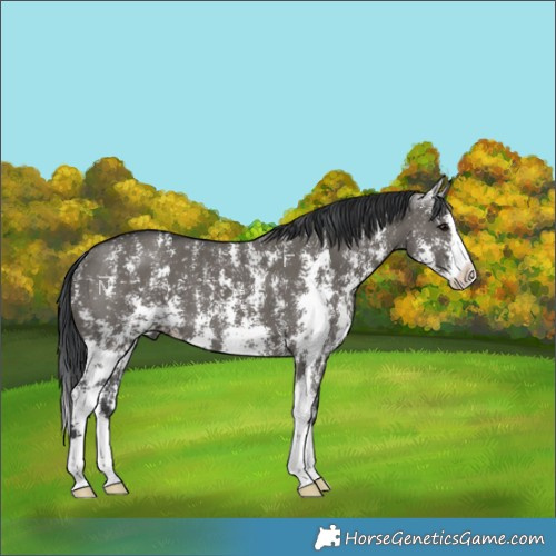 Horse Color:Grullo Sabino Splash