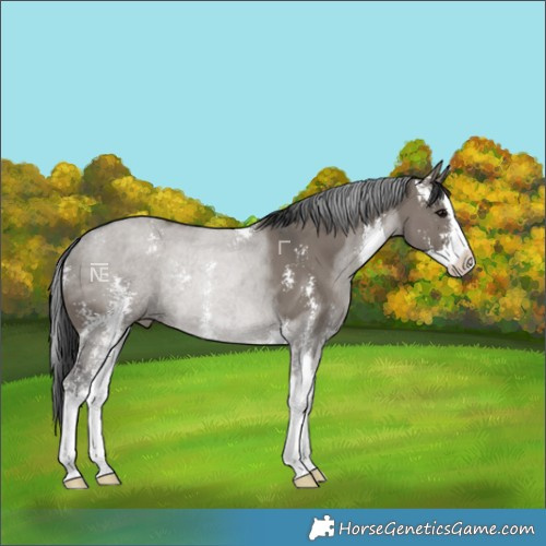 Horse Color:Grullo Sabino Splash 