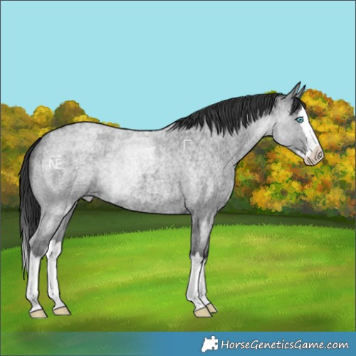 Horse Color:Blue Ice Roan Splash 