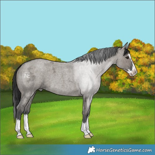 Horse Color:Grullo Ice Roan Splash 
