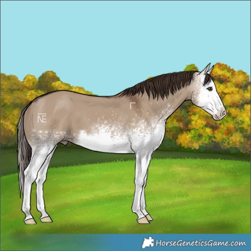 Horse Color:White Spotted Liver Red Dun Splash