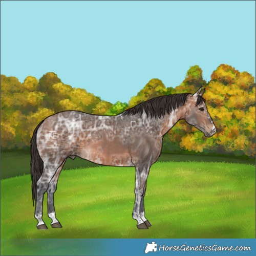 Horse Color:Bay Ice
