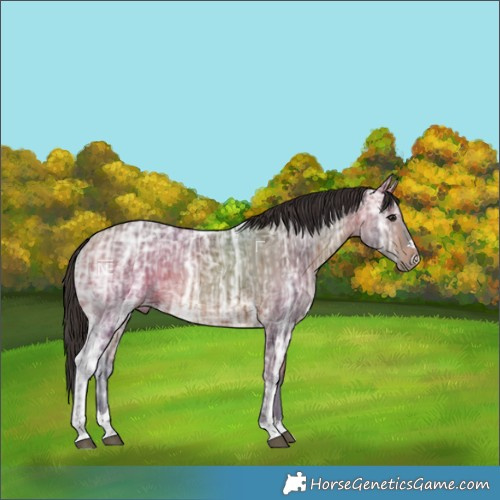 Horse Color:Bay Ice 