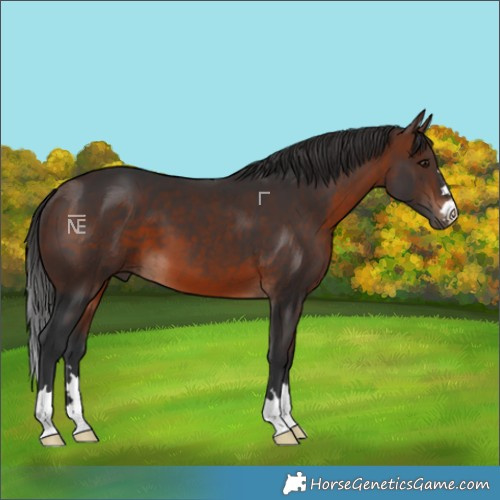 Horse Color:Brown 