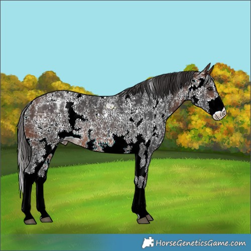 Horse Color:Brown Sabino Varnish Rabicano