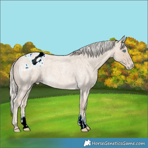 Horse Color:Cremello Roan Sabino Varnish 