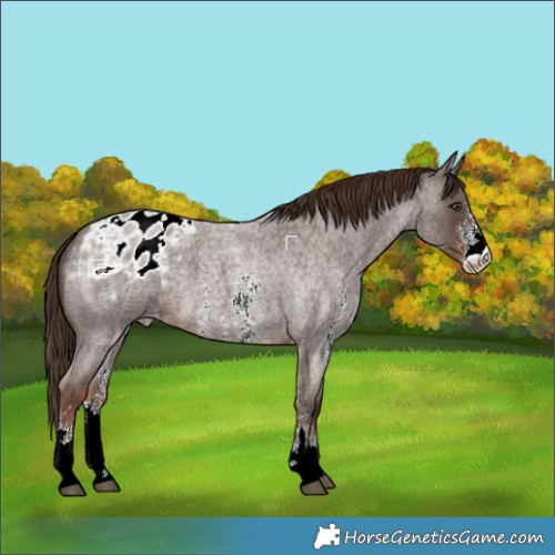 Horse Color:Liver Red Roan Sabino Varnish 