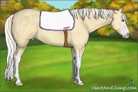 Horse Color:Silver Amber Cream Champagne Dun Splash 