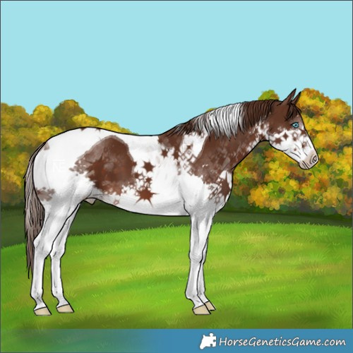 Horse Color:Liver Chestnut Splash Tobiano 