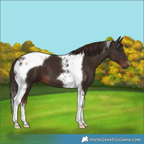 Horse Color:Liver Chestnut Tobiano