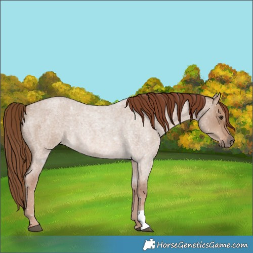 Horse Color:Red Dun Roan 