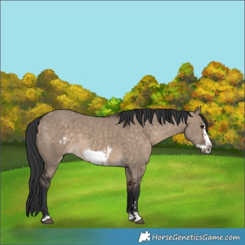 Horse Color:Brown Dun Frame and Brown Dun Frame
