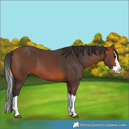 Horse Color:Bay Splash 