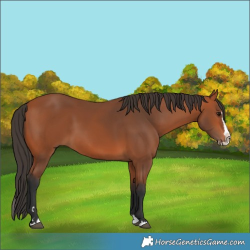 Horse Color:Bay Splash 