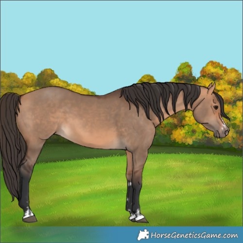 Horse Color:Bay Dun and Bay Dun