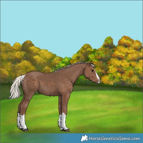 Horse Color:Silver Black Splash 