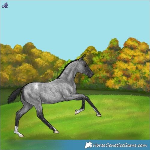 Horse Color:Blue Roan Snowflake Varnish