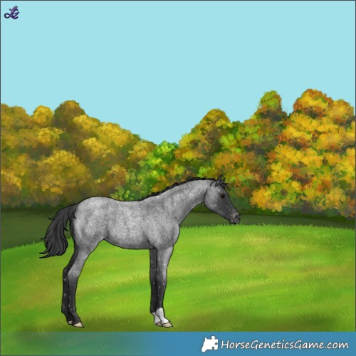 Horse Color:Blue Roan Snowflake Varnish