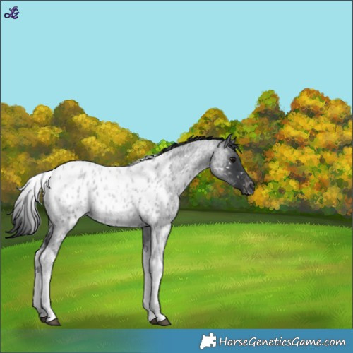 Horse Color:Blue Roan Tobiano Near Leopard 