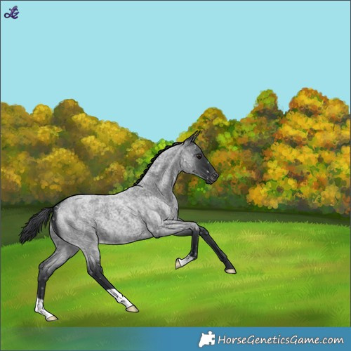 Horse Color:Blue Roan Snowflake Varnish