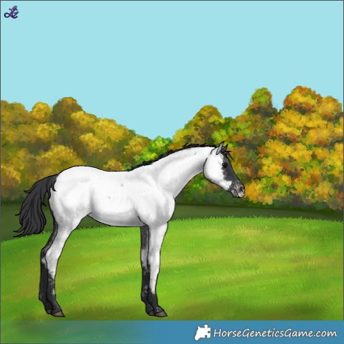Horse Color:Blue Roan Near Fewspot 