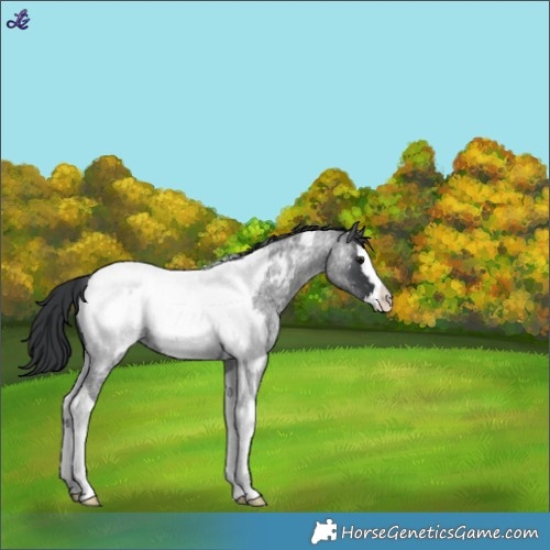 Horse Color:Blue Roan Splash Tobiano Near Fewspot 