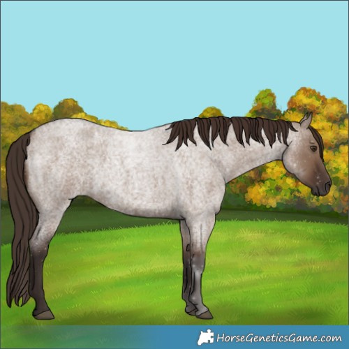 Horse Color:Liver Red Dun Roan 