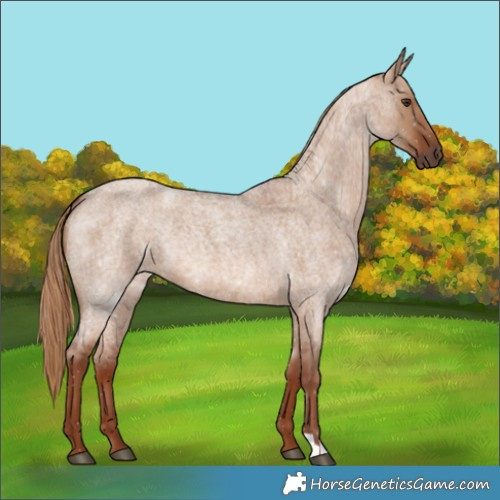 Horse Color:Red Dun Roan