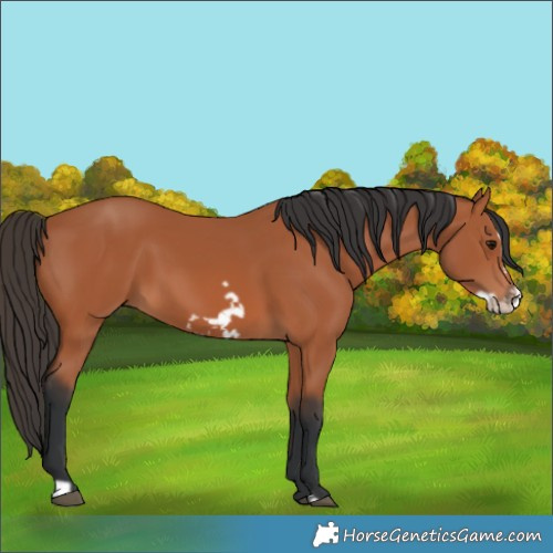 Horse Color:Unknown 