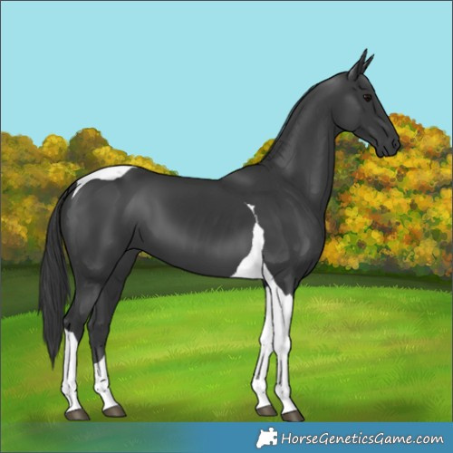 Horse Color:Black Tobiano 
