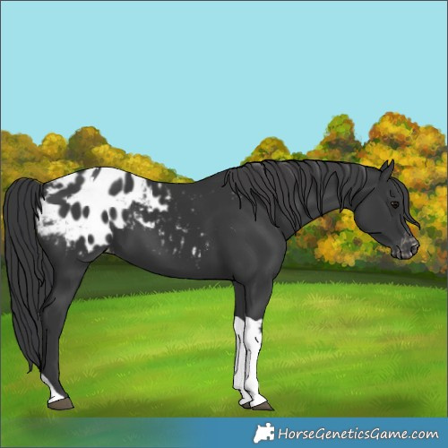 Horse Color:Unknown 