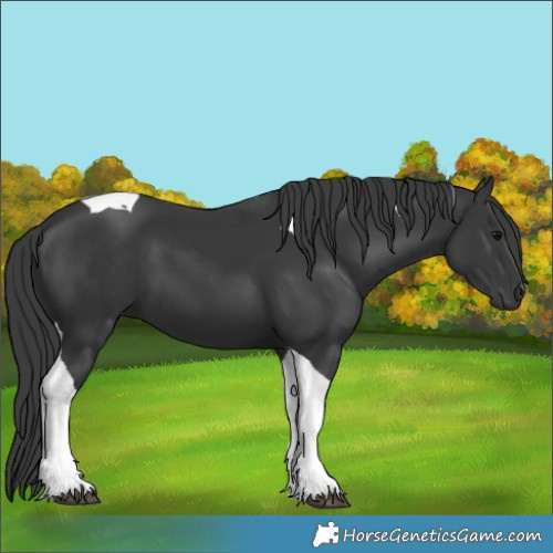 Horse Color:Black Tobiano 