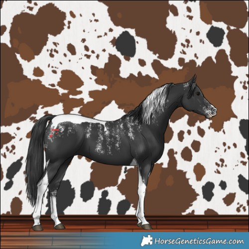 Horse Color:Powder White Black Tobiano 