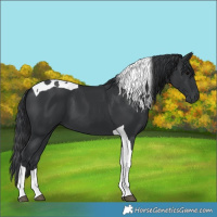 Horse Color:Black Tobiano