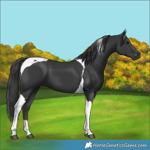 Horse Color:Black Tobiano 