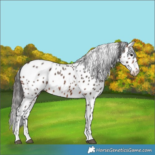 Horse Color:Brown Leopard