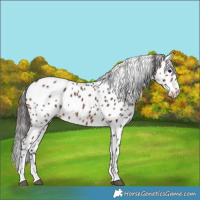 Horse Color:Brown Leopard