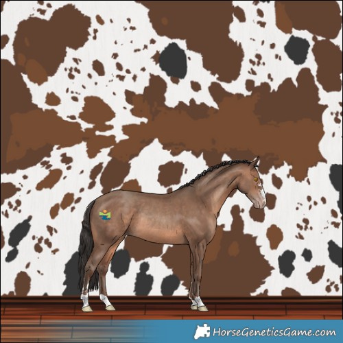Horse Color:Sable Champagne Rabicano 