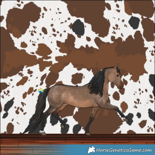 Horse Color:Brown Dun Rabicano 