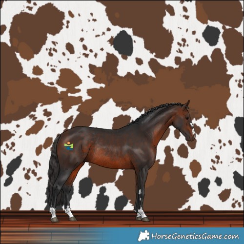 Horse Color:Bay Rabicano 