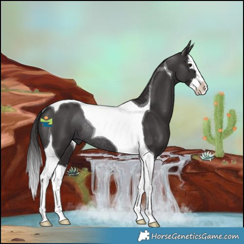 Horse Color:Smoky Black Splash Tobiano Rabicano