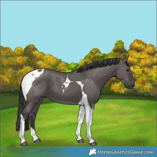Horse Color:Grullo Tobiano 