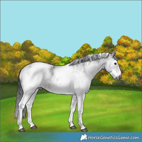 Horse Color:Gray White Spotted Black  and Gray White Spotted Black 
