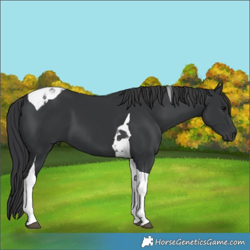 Horse Color:Black Tobiano