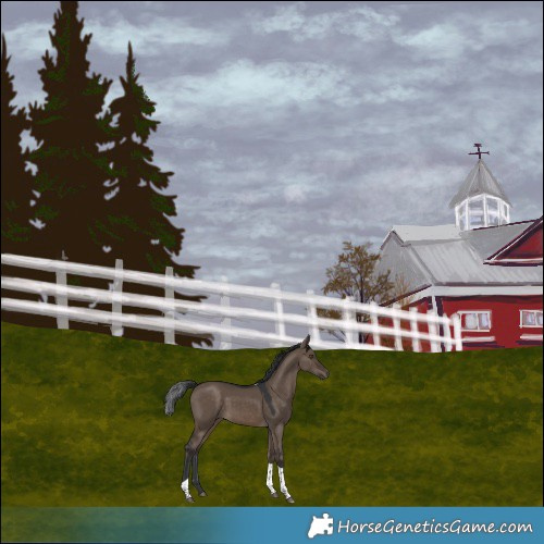 Horse Color:Brown Dun Tobiano Rabicano 