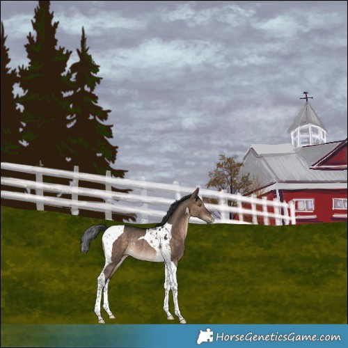 Horse Color:Brown Dun Tobiano Rabicano 