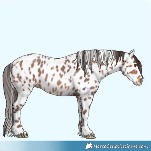 Horse Color:Sable Champagne Leopard and Sable Champagne Leopard