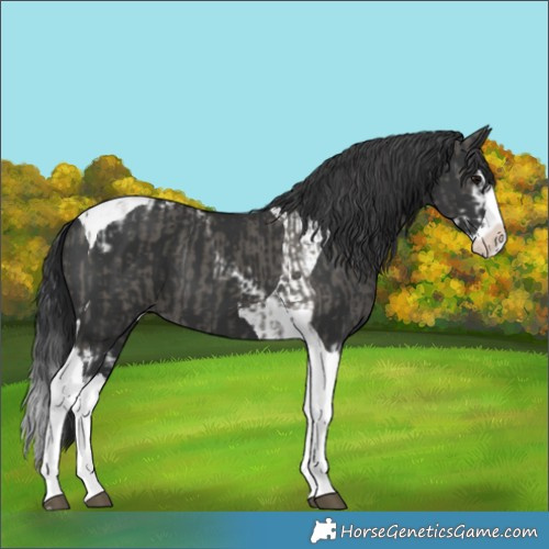 Horse Color:Grullo Splash Tobiano  and Black Splash Tobiano 